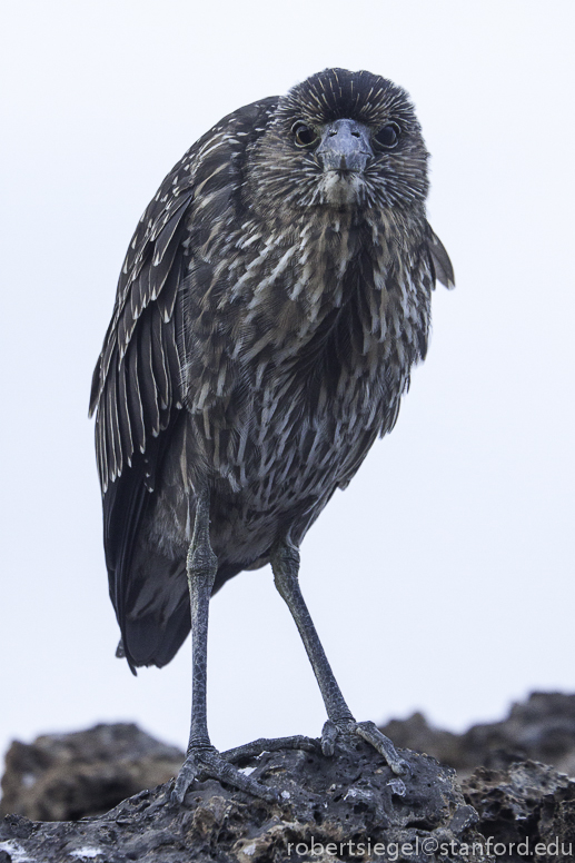 galapagos heron